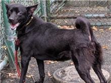 【待認養】混種犬 狗 (女生) - 臺北市動物之家