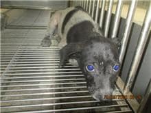 【待認養】混種犬 狗 (男生) - 桃園市動物保護教育園區