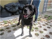 【待認養】混種犬 狗 (未知) - 新竹市動物保護教育園區