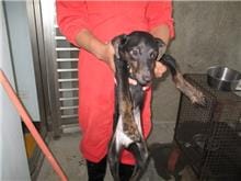 【待認養】混種犬 狗 (女生) - 桃園市動物保護教育園區