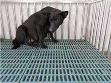 【待認養】混種犬 狗 (女生) - 南投縣公立動物收容所