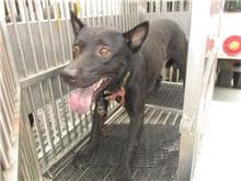 【待認養】混種犬 狗 (男生) - 桃園市動物保護教育園區