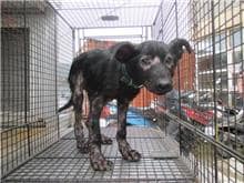 【待認養】混種犬 狗 (男生) - 桃園市動物保護教育園區