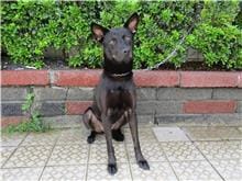 【待認養】混種犬 狗 (女生) - 南投縣公立動物收容所