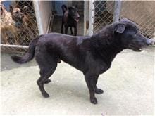 【待認養】混種犬 狗 (男生) - 臺北市動物之家