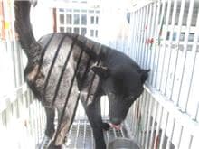 【待認養】混種犬 狗 (男生) - 桃園市動物保護教育園區