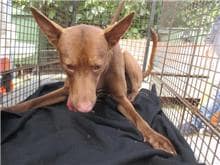 【待認養】混種犬 狗 (男生) - 桃園市動物保護教育園區