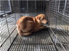 【待認養】混種犬 狗 (男生) - 金門縣動物收容中心