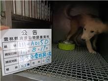 【待認養】混種犬 狗 (女生) - 雲林縣流浪動物收容所