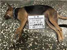 【待認養】混種犬 狗 (女生) - 雲林縣流浪動物收容所