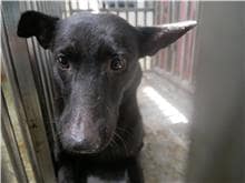 【待認養】混種犬 狗 (女生) - 臺南市動物之家善化站