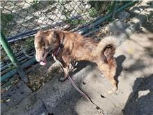 【待認養】混種犬 狗 (女生) - 臺北市動物之家