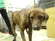 【待認養】混種犬 狗 (男生) - 臺北市動物之家