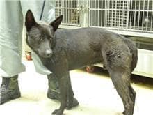 【待認養】混種犬 狗 (男生) - 臺北市動物之家