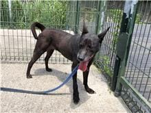 【待認養】混種犬 狗 (女生) - 臺北市動物之家
