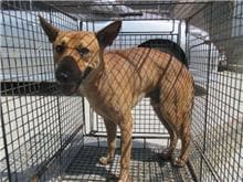 【待認養】混種犬 狗 (男生) - 桃園市動物保護教育園區