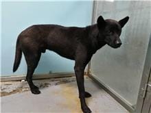 【待認養】混種犬 狗 (男生) - 臺北市動物之家