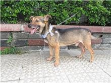 【待認養】混種犬 狗 (男生) - 南投縣公立動物收容所