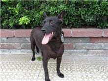 【待認養】混種犬 狗 (男生) - 南投縣公立動物收容所