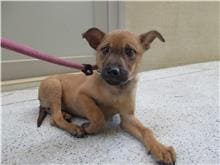 【待認養】混種犬 狗 (女生) - 新竹市動物保護教育園區