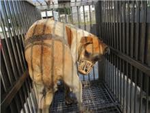 【待認養】混種犬 狗 (女生) - 桃園市動物保護教育園區