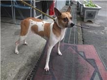 【待認養】混種犬 狗 (女生) - 新北市板橋區公立動物之家