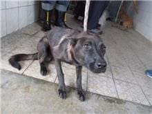 【待認養】混種犬 狗 (女生) - 南投縣公立動物收容所