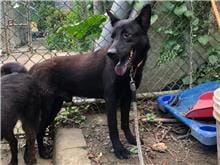 【待認養】混種犬 狗 (男生) - 臺北市動物之家