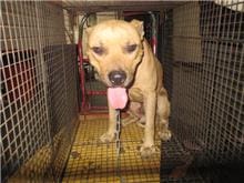 【待認養】比特犬 狗 (男生) - 桃園市動物保護教育園區