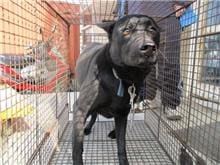 【待認養】混種犬 狗 (男生) - 桃園市動物保護教育園區