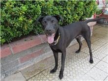 【待認養】混種犬 狗 (男生) - 南投縣公立動物收容所