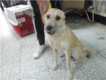【待認養】混種犬 狗 (女生) - 桃園市動物保護教育園區