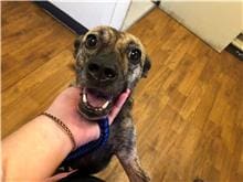 【待認養】混種犬 狗 (女生) - 臺北市動物之家