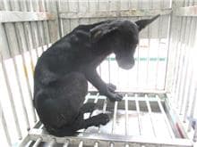 【待認養】混種犬 狗 (男生) - 桃園市動物保護教育園區