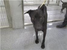 【待認養】混種犬 狗 (女生) - 桃園市動物保護教育園區