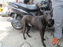 【待認養】混種犬 狗 (男生) - 南投縣公立動物收容所