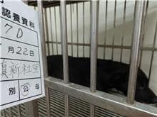 【待認養】混種犬 狗 (男生) - 雲林縣流浪動物收容所