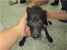 【待認養】 狗 (女生) - 桃園市動物保護教育園區