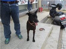 【待認養】混種犬 狗 (男生) - 桃園市動物保護教育園區