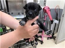 【待認養】混種犬 狗 (女生) - 新竹市動物保護教育園區