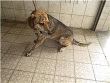 【待認養】混種犬 狗 (女生) - 南投縣公立動物收容所