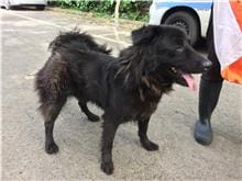 【待認養】其他 狗 (男生) - 臺北市動物之家