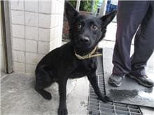 【待認養】混種犬 狗 (男生) - 南投縣公立動物收容所