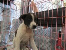 【待認養】混種犬 狗 (男生) - 新竹市動物保護教育園區