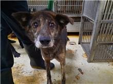 【待認養】混種犬 狗 (女生) - 臺北市動物之家