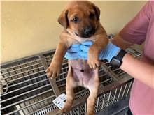 【待認養】混種犬 狗 (男生) - 新竹市動物保護教育園區