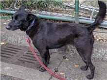 【待認養】混種犬 狗 (女生) - 臺北市動物之家