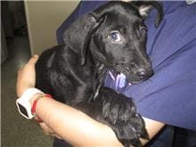 【待認養】混種犬 狗 (女生) - 桃園市動物保護教育園區