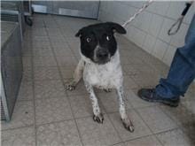 【待認養】混種犬 狗 (男生) - 南投縣公立動物收容所