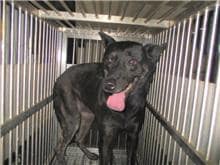 【待認養】混種犬 狗 (女生) - 桃園市動物保護教育園區